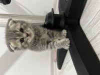 Scottish fold ve scottish straight 4 adet yavrularımız var