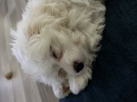 Akıllı kızımızdan ayrılmak zorundayız maltese terrier