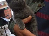 British shorthair yavrumuz