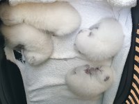 Scottish Fold Yetişkin