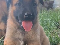 A Scr Malinois The Best Belgian