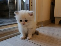 British Longhair Kedisi