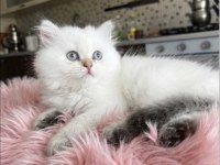 Safkan British Longhair Bebekler