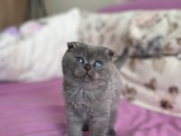 2 Aylık Dişi Scottish Fold Kedisi