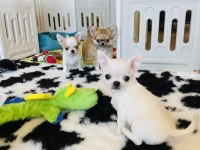 Türkiye’nin Kore teacup kar beyaz chihuahua yavruları