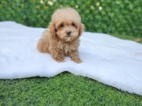 Sevimli  Maltipoo Yavrularımız