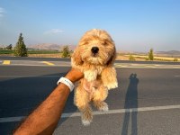 Maltipoo cinsi yavrularımız