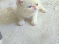 Minnak exotic shorthair patiler sevgi delisi