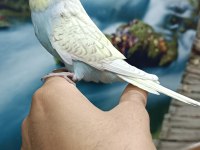Jumbo Yavru Muhabbet Kuşu