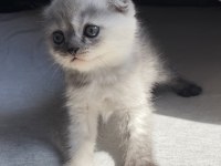 YAVRU SCOTTISH FOLD DIŞI KEDI