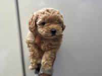 Anne Maltipoo Baba Toy Poodle