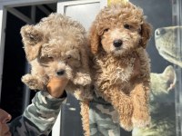 Ankaranın en güzel maltipoo yavruları
