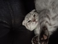 Scottish fold Luna kız için yuva arıyoruz