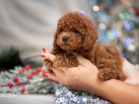 Şecereli Anne Baba Boy Garantili Orijinal Red Toy Poodle