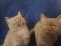 Cinnamon british shorthair