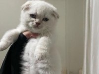 Scottish Fold güzel yavrum