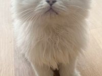 Kaliteli british longhair bebekler