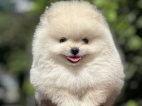 Pomeranian boo köpeğimiz