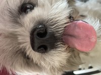 Ona iyi bakacak biri shih tzu