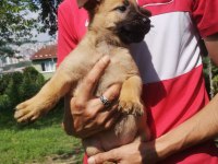 Belçika malinois 2 aylık