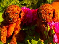Toy Poodle yavruları