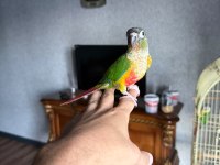 FULL EVCİL 3 AYLIK ERKEK KONUR PAPAĞANI