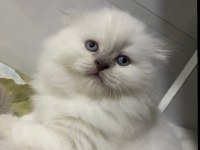 British longhair beyaz yavrumuz