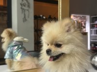 Pomeranian Boo Köpeği