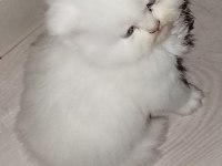 Yeni yılın british longhair bebekleri
