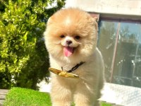 Sevimli Pomeranian Boo Yavrularımız