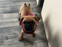 Pug Yavru Üsküdar