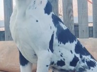 Great Dane A Şecereli Danua