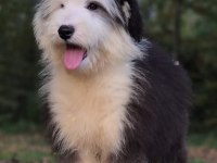 Old eglish sheppdog (BOBTAİL) yavru köpeğimiz
