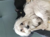 KEDİMİZİ SAHİPLENDİRMEK İSTİYORUZ