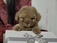 Bakımlı Toy Poodle