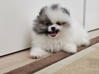 Olağanüstü güzellikte pomeranian