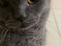 British shorthair 1,5 yaşında