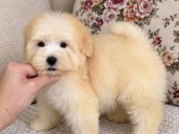Biblo Maltipoo