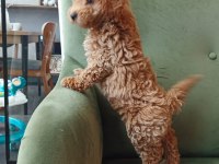 Poodle Erkek Yavru