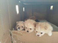Ayı surat pomeranian boo yavruları