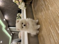 Pamuk pomeranian yavruları