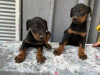 A KALİTE DOBERMAN YAVRULAR