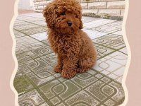 Toy Poodle 4 Aylık Dişi Yavrumuz