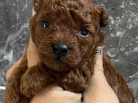 Orjinal Minyatür Toy Poodle Yavrular