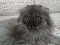 BRİTİSH LONGHAİR ERKEK YAVRUMUZ