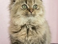 Scottish fold highland golden dişi