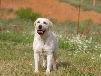 Şampiyon Anne Babadan FCI-KIF şecereli Labrador Yavru