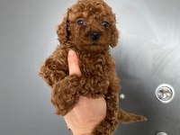 Toy poodle yavrularim orijinal ev üretimi