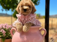 Toy poodle minik şekerler
