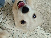 3 Aylık Rus Finosu Bir Dişi Bir Erkek